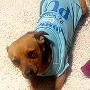 Socks joined the competition — help win amazing prizes! dog, brown_dog, pet, indoor, carpet, blue_shirt, clothing, lying_down, cute, animal, paw, small_dog, domestic_animal, looking_up, fur, canine, resting, companion, tshirt, house