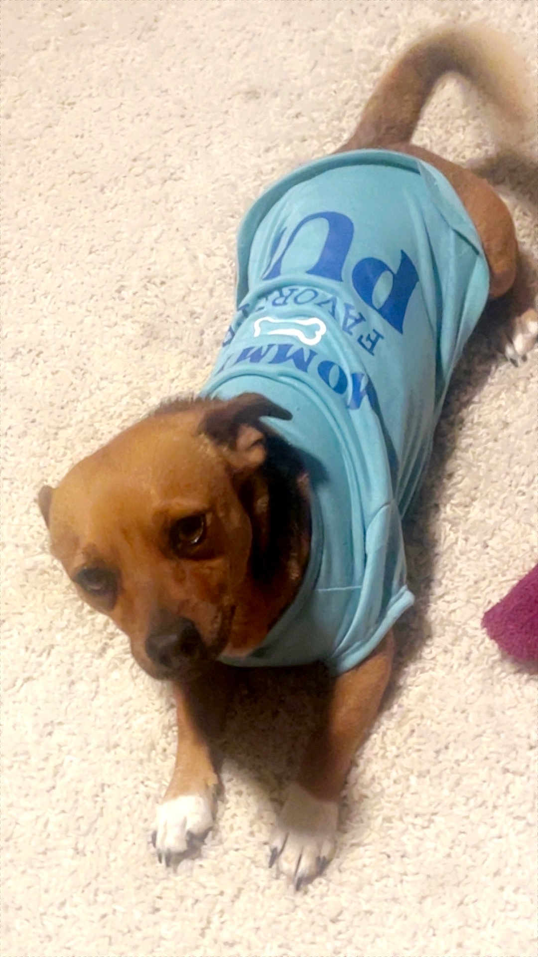 Socks joined the competition — help win amazing prizes! dog, brown_dog, pet, indoor, carpet, blue_shirt, clothing, lying_down, cute, animal, paw, small_dog, domestic_animal, looking_up, fur, canine, resting, companion, tshirt, house