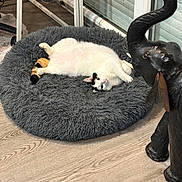 Pitchune participe au concours pour gagner de l'argent avec cette photo : animal, canine, cat, dog, dogbed, elephant, hardwood, homedecor, kitten, manx, person, pet, puppy, rabbit, rug, sleeping, wood