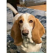 Syd is registered to the contest to win money with this photo: dog, basset_hound, pet, indoor, carpet, floor, dog_bed, ears, animal, mammal, looking_up, fur, nose, eyes, tail, household, domestic_animal, waiting, cute, portrait