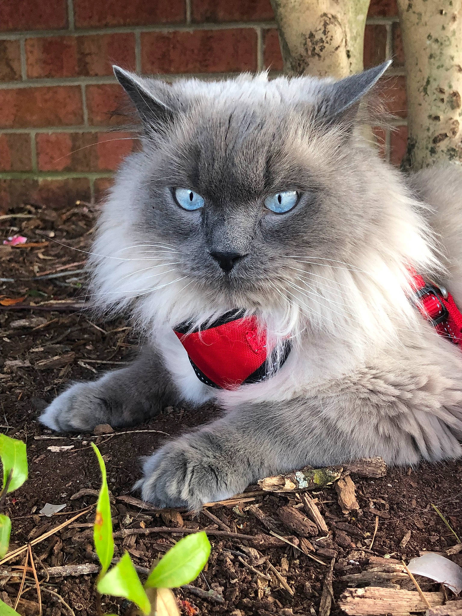Boston is registered to the contest to win money with this photo: birman, carnivore, cat, claw, curious, eye, felidae, fur, grass, groundcover, iris, photo_caption, plant, sitting, small_to_medium_sized_cats, snout, soil, tail, terrestrial_animal, whiskers