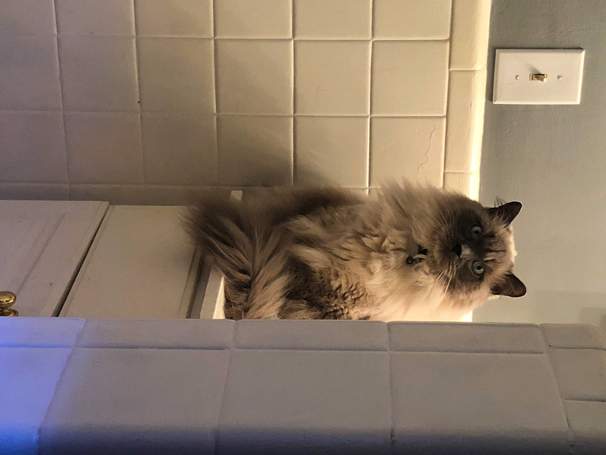 Boston joined the competition — help win amazing prizes! carnivore, cat, claw, comfort, domestic_short_haired_cat, fawn, felidae, flooring, fur, grey, hardwood, paw, room, small_to_medium_sized_cats, snout, tail, tints_and_shades, whiskers, window, wood