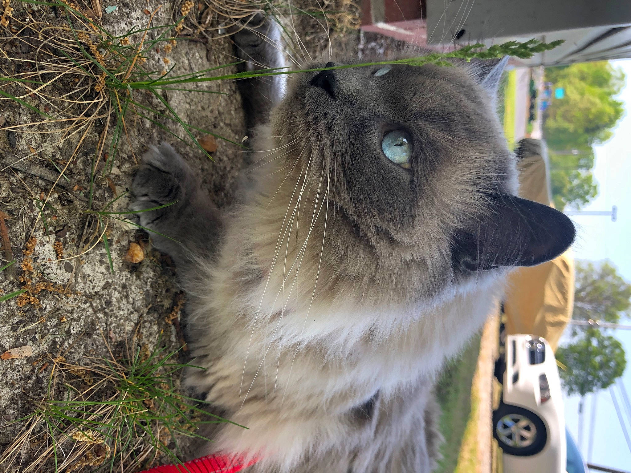 Boston joined the competition — help win amazing prizes! car, carnivore, collar, companion_dog, dog_breed, fawn, felidae, grass, plant, small_to_medium_sized_cats, snout, sporting_group, tail, terrestrial_animal, tire, tree, vehicle, wheel, whiskers, working_animal