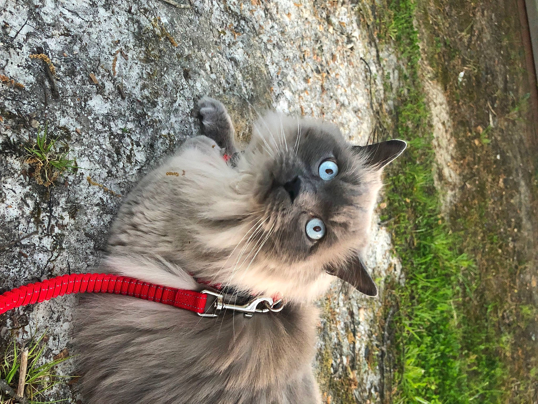 Boston joined the competition — help win amazing prizes! canidae, carnivore, cat, collar, dog_breed, domestic_short_haired_cat, eye, fawn, felidae, fur, grass, iris, plant, small_to_medium_sized_cats, snout, tail, terrestrial_animal, thai, whiskers, working_animal