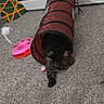 Apollo is registered to the contest to win money with this photo: cat, tabby_cat, play_tunnel, carpet, toy, feather, mouse_toy, stretching, indoor, pet, feline, relaxed, colorful, guitar_decoration, pink_toy, red_tunnel, fur, whiskers, home, animal
