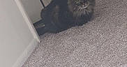 Apollo is registered to the contest to win money with this photo: cat, indoor, carpet, doorway, pet_food_bowl, bed, furniture, fur, animal, pet, fluffy, home, floor, resting, looking, corner, domestic, mammal, cozy, quiet