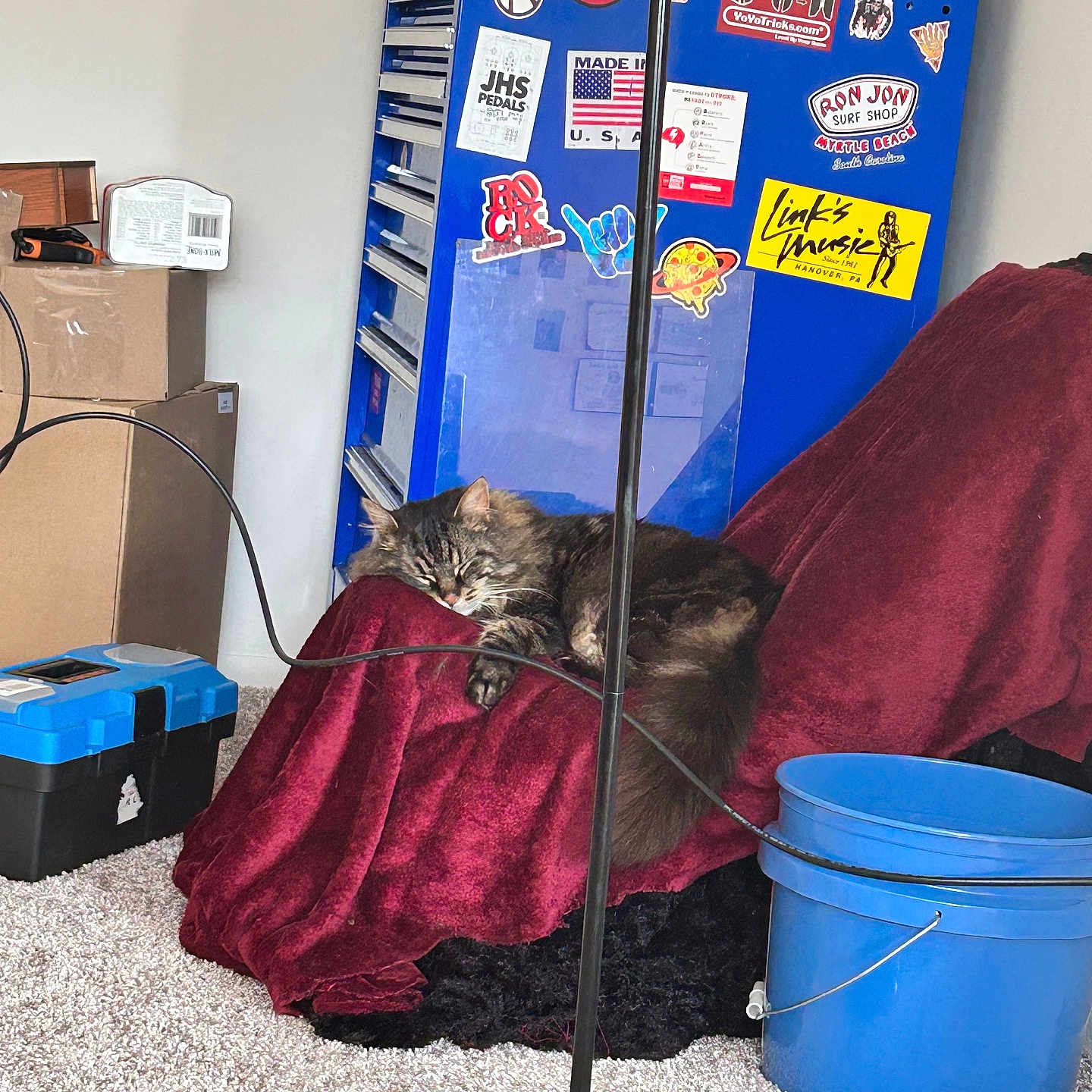 Apollo is registered to the contest to win money with this photo: cat, sleeping, blanket, chair, blue_bucket, tool_chest, stickers, cardboard_boxes, carpet, lamp_stand, indoor, pet, furniture, relaxing, cozy, home, rest, fur, domestic_animal, quiet