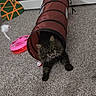 Apollo is registered to the contest to win money with this photo: cat, tabby_cat, cat_toy, red_tunnel, carpet, feather_toy, pink_toy, indoor, pet, stretching, feline, playful, animal, furniture, guitar_shaped_object, floor, home, cute, mouser, toy_mouse