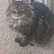 Apollo is registered to the contest to win money with this photo: cat, tabby_cat, fluffy, pet, indoor, carpet, door, feline, animal, whiskers, green_eyes, sitting, fur, close_up, domestic_cat, cute, looking_up, mammal, household, portrait