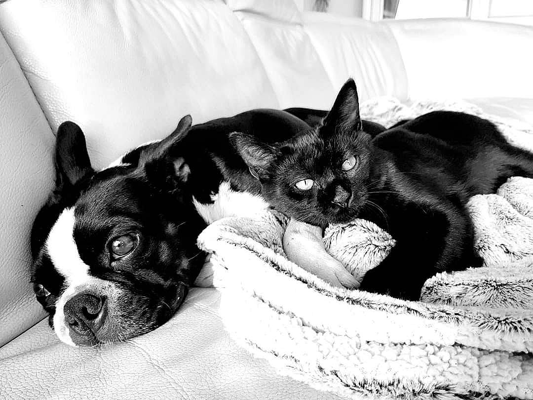 Largo a rejoint le concours — aidez-le/la à gagner de superbes lots ! black, bombay, canidae, carnivore, cat, comfort, companion_dog, dog, dog_breed, domestic_short_haired_cat, fawn, felidae, monochrome, monochrome_photography, snout, sporting_group, toy_dog, whiskers, white, working_animal