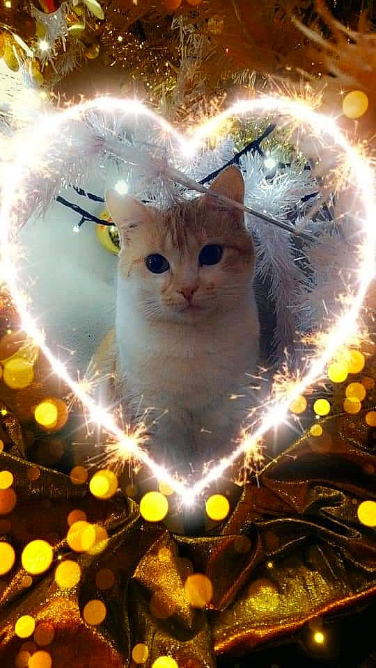 Noisette participe au concours pour gagner de l'argent avec cette photo : carnivore, cat, christmas_lights, christmas_ornament, felidae, photography, small_to_medium_sized_cats, snout, whiskers