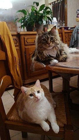 Noisette a rejoint le concours — aidez-le/la à gagner de superbes lots ! american_curl, asian, asian_semi_longhair, british_semi_longhair, carnivore, cat, cymric, domestic_long_haired_cat, european_shorthair, felidae, kitten, maine_coon, mammal, norwegian_forest_cat, ragamuffin, siberian, small_to_medium_sized_cats, turkish_angora, vertebrate, whiskers