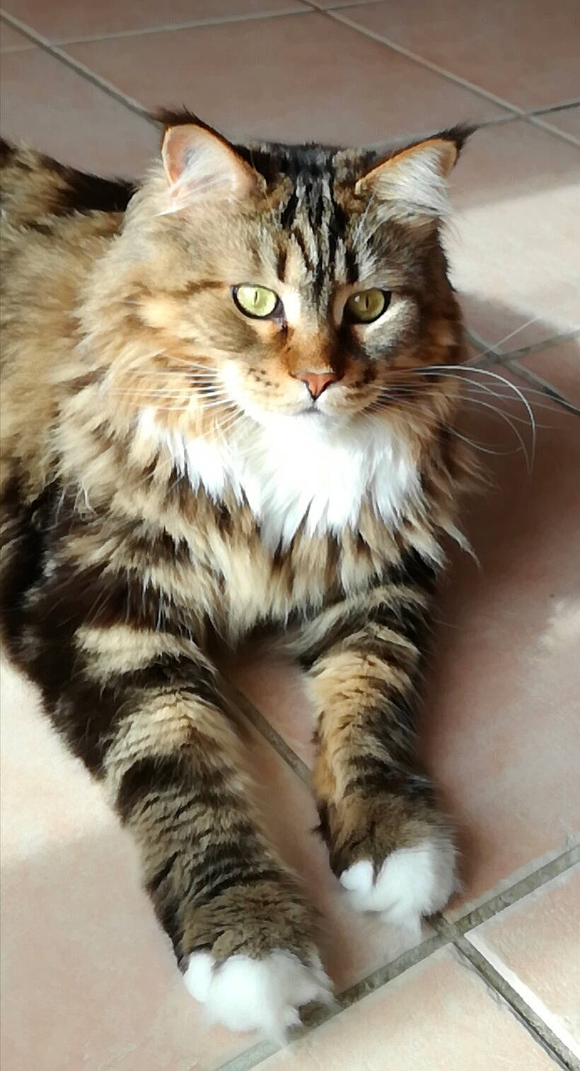 Nouchka a rejoint le concours — aidez-le/la à gagner de superbes lots ! aegean_cat, american_curl, asian_semi_longhair, british_semi_longhair, carnivore, cat, domestic_long_haired_cat, domestic_short_haired_cat, dragon_li, european_shorthair, felidae, maine_coon, mammal, norwegian_forest_cat, pixie_bob, siberian, small_to_medium_sized_cats, tabby_cat, vertebrate, whiskers