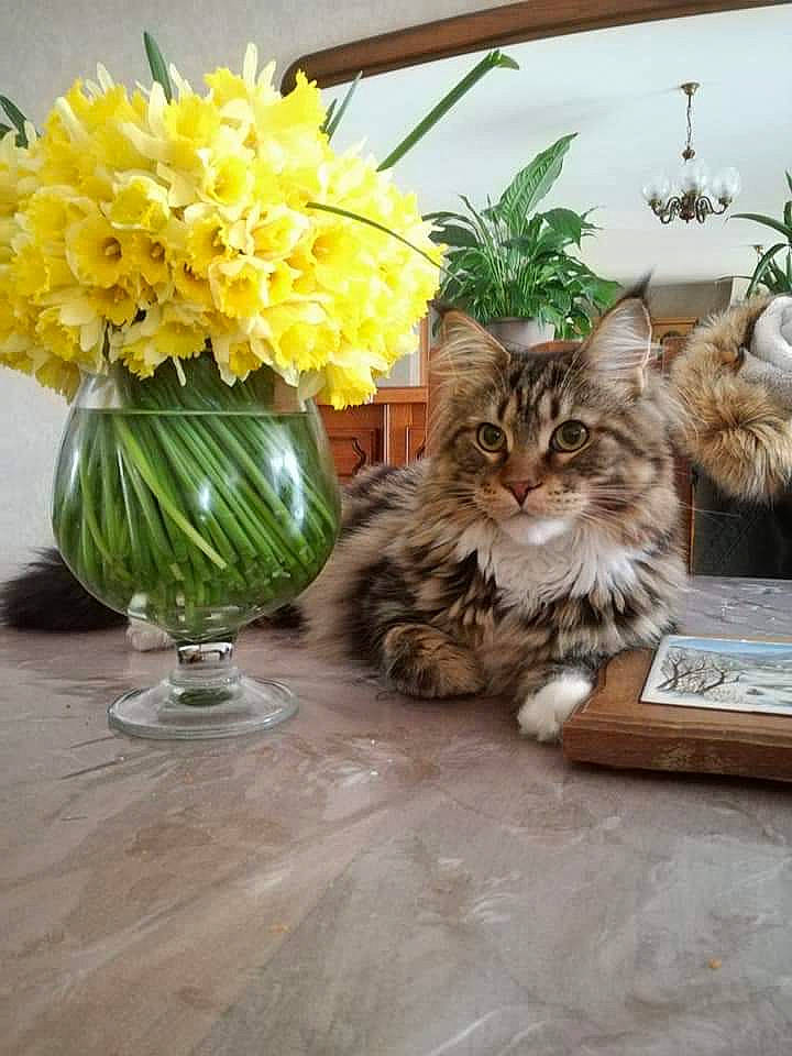 Nouchka participe au concours pour gagner de l'argent avec cette photo : bouquet, carnivore, cat, cut_flowers, domestic_long_haired_cat, felidae, flower, kitten, maine_coon, norwegian_forest_cat, persian, plant, ragamuffin, siberian, small_to_medium_sized_cats, tabby_cat, vase, whiskers