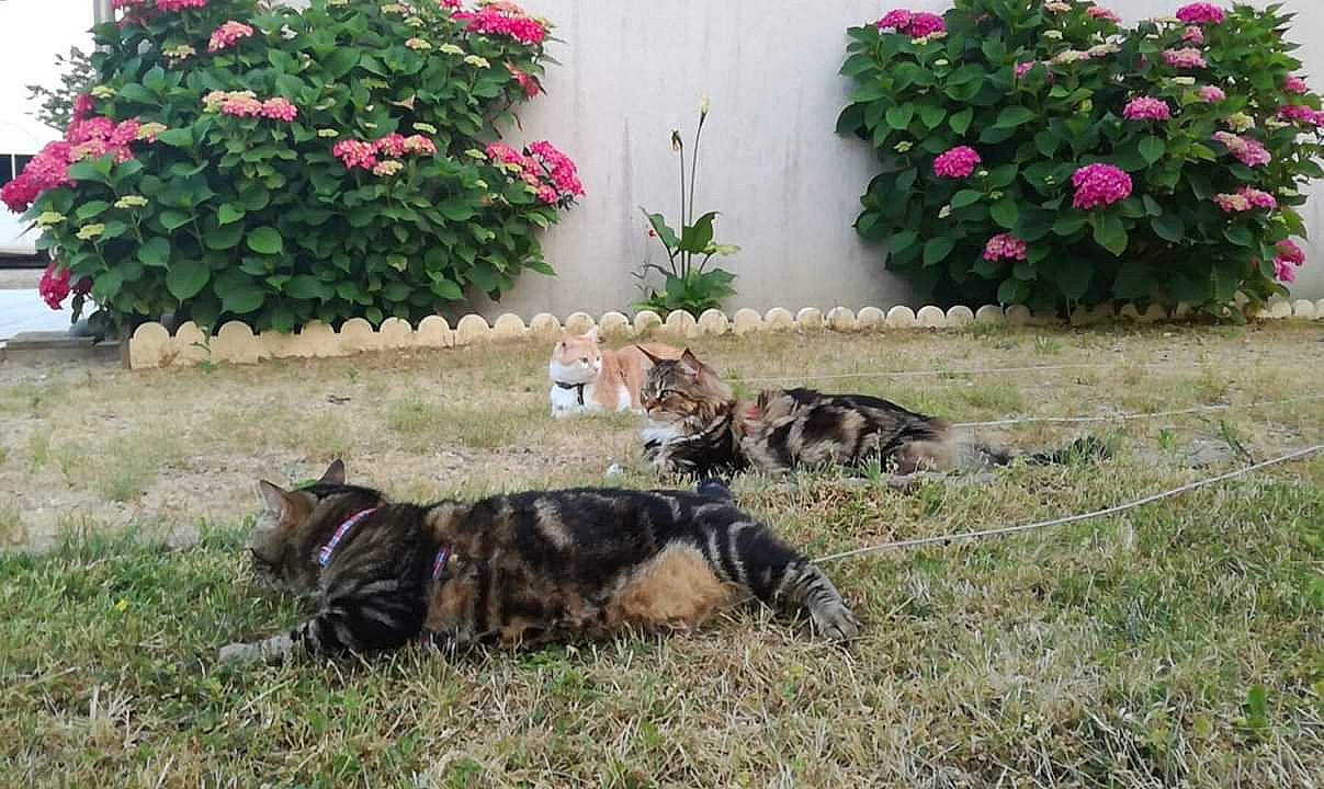 Nouchka a rejoint le concours — aidez-le/la à gagner de superbes lots ! bengal, carnivore, cat, domestic_short_haired_cat, european_shorthair, felidae, flower, grass, herbaceous_plant, lawn, plant, shrub, small_to_medium_sized_cats, tabby_cat