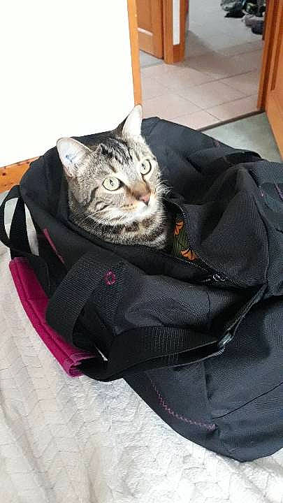 Nougat participe au concours pour gagner de l'argent avec cette photo : american_shorthair, bag, baggage, carnivore, cat, comfort, domestic_short_haired_cat, felidae, hand_luggage, luggage_and_bags, shoulder, small_to_medium_sized_cats, whiskers