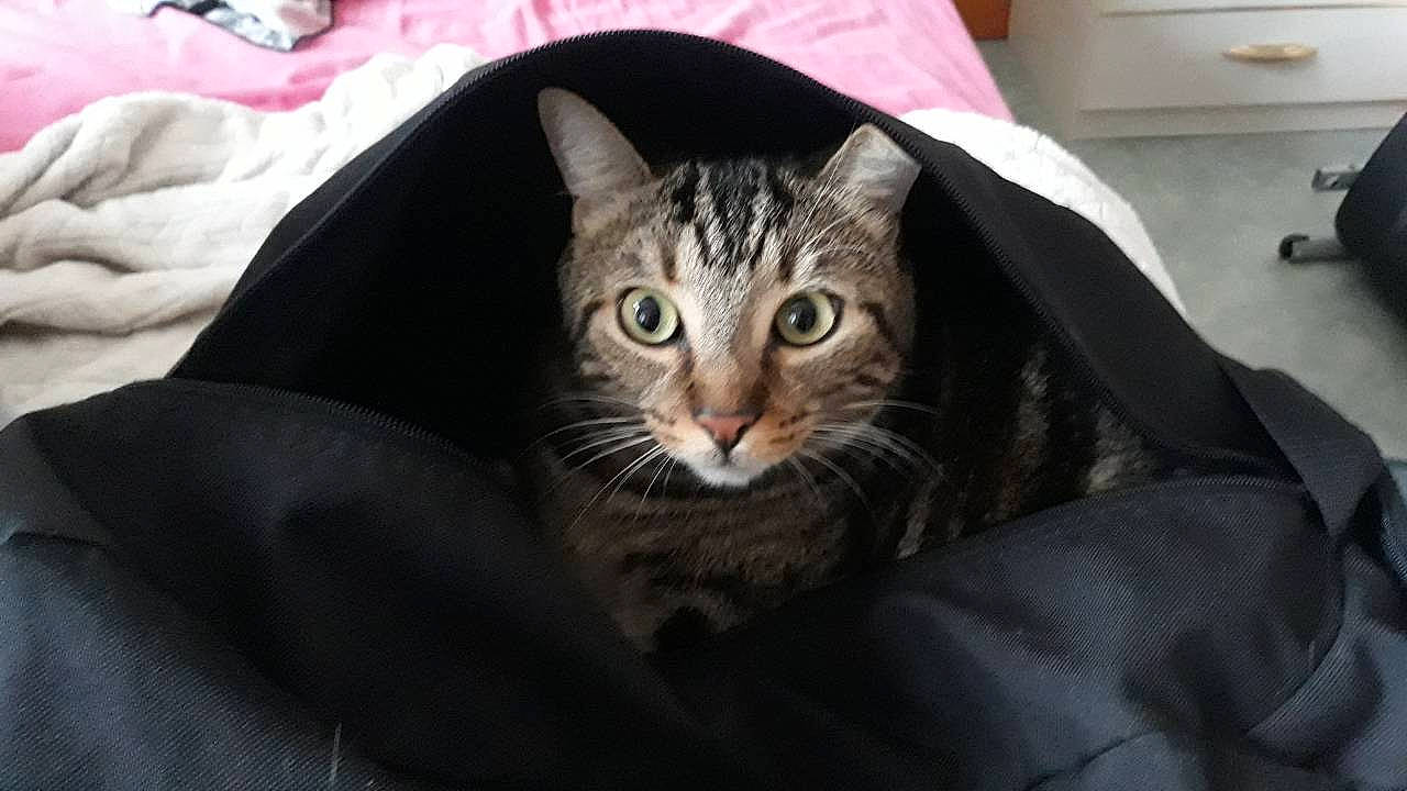 Nougat participe au concours pour gagner de l'argent avec cette photo : american_shorthair, american_wirehair, asian, bengal, california_spangled, carnivore, cat, domestic_short_haired_cat, dragon_li, european_shorthair, felidae, kitten, mammal, ocicat, small_to_medium_sized_cats, snout, tabby_cat, vertebrate, whiskers