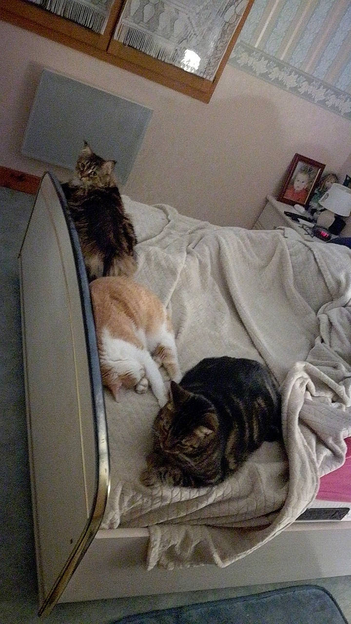 Nougat a rejoint le concours — aidez-le/la à gagner de superbes lots ! american_shorthair, carnivore, cat, comfort, domestic_short_haired_cat, dragon_li, european_shorthair, felidae, fur, kitten, nap, norwegian_forest_cat, room, small_to_medium_sized_cats, tabby_cat, tail, textile, whiskers