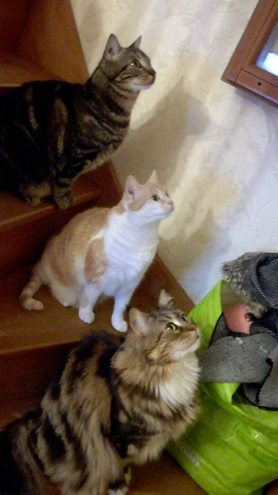 Nougat participe au concours pour gagner de l'argent avec cette photo : american_curl, american_shorthair, asian, carnivore, cat, domestic_long_haired_cat, european_shorthair, felidae, fur, kitten, maine_coon, mammal, norwegian_forest_cat, siberian, small_to_medium_sized_cats, tabby_cat, tail, turkish_angora, vertebrate, whiskers