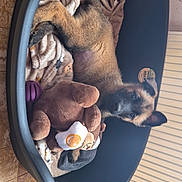 Roxane participe au concours pour gagner de l'argent avec cette photo : puppy, dog, pet_bed, lying_down, upside_down, face, ears, brown_fur, black_muzzle, plush_toy, stuffed_animal, blanket, pet_bedding, indoor, tile_floor, home, cute, relaxed, portrait, photography