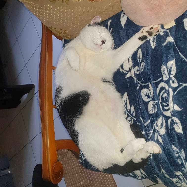 Panda participe au concours pour gagner de l'argent avec cette photo : abyssinian, animal, architecture, armchair, building, cat, chair, couch, cushion, furniture, homedecor, indoors, kitten, livingroom, manx, person, pet, room, sleeping, wood