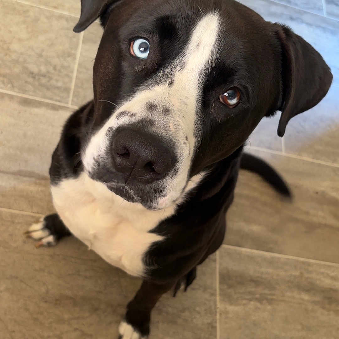 Blu joined the competition — help win amazing prizes! animal, appenzeller, boxer, bulldog, canine, dog, flagstone, hardwood, hound, labradorretriever, path, pet, pitbull, pointer, puppy, slate, snout, tile, walkway, wood