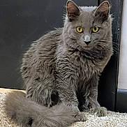 Gracie is registered to the contest to win money with this photo: cat, gray_cat, fluffy_fur, yellow_eyes, sitting, carpet, indoor, pet, animal, feline, whiskers, tail, ears, closeup, curious, domestic_cat, furry, portrait, quiet, alert