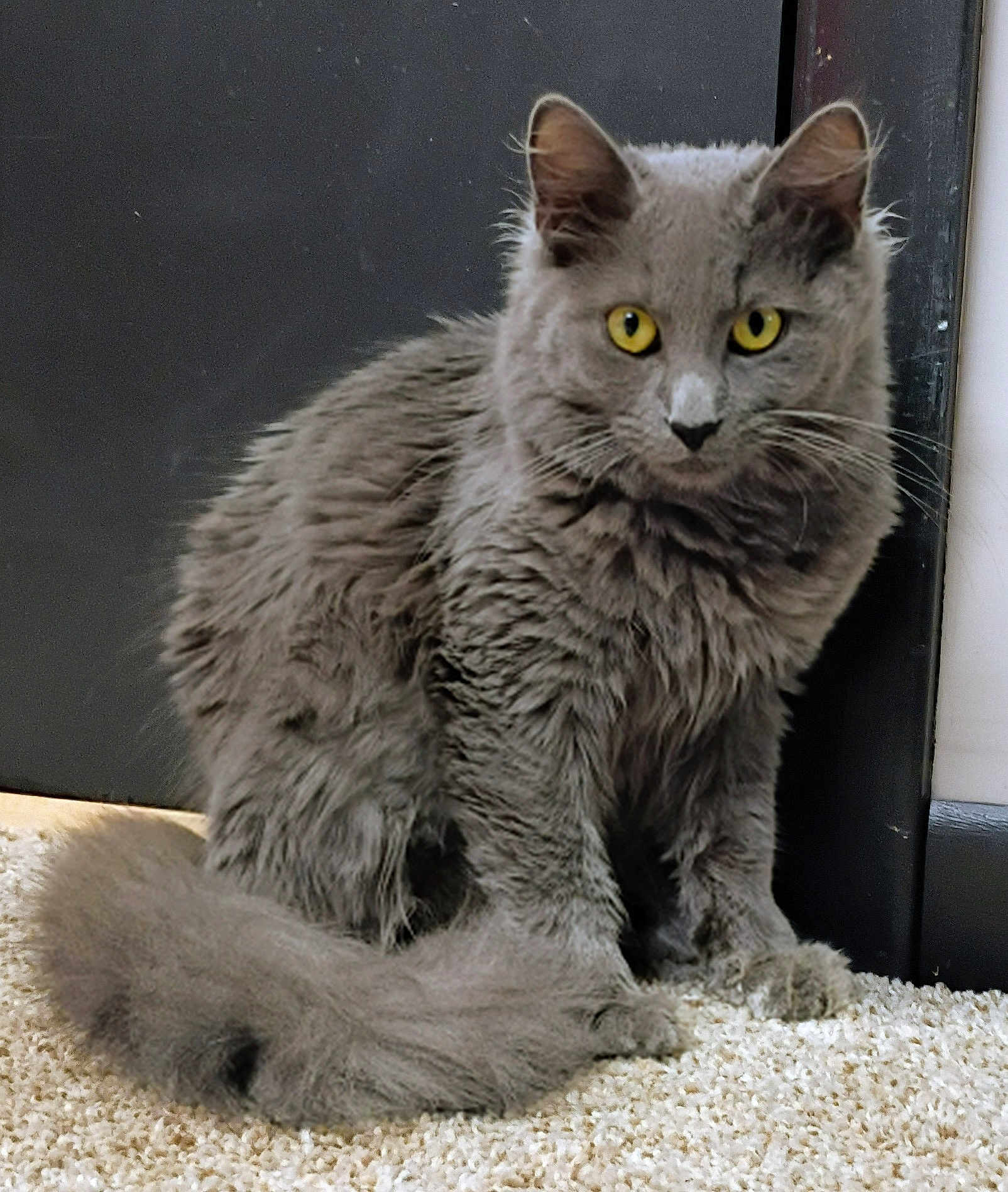 Gracie is registered to the contest to win money with this photo: cat, gray_cat, fluffy_fur, yellow_eyes, sitting, carpet, indoor, pet, animal, feline, whiskers, tail, ears, closeup, curious, domestic_cat, furry, portrait, quiet, alert
