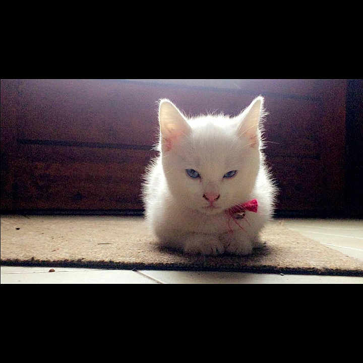 Neige