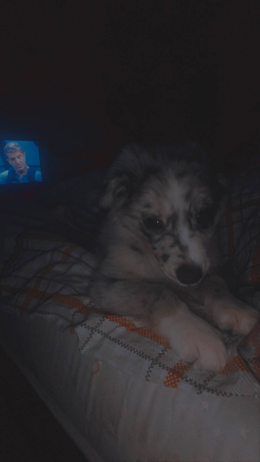 Hope a rejoint le concours — aidez-le/la à gagner de superbes lots ! bed, canidae, carnivore, comfort, companion_dog, couch, darkness, display_device, dog, dog_breed, fur, monochrome_photography, paw, puppy, snout, sporting_group, television, toy_dog, whiskers