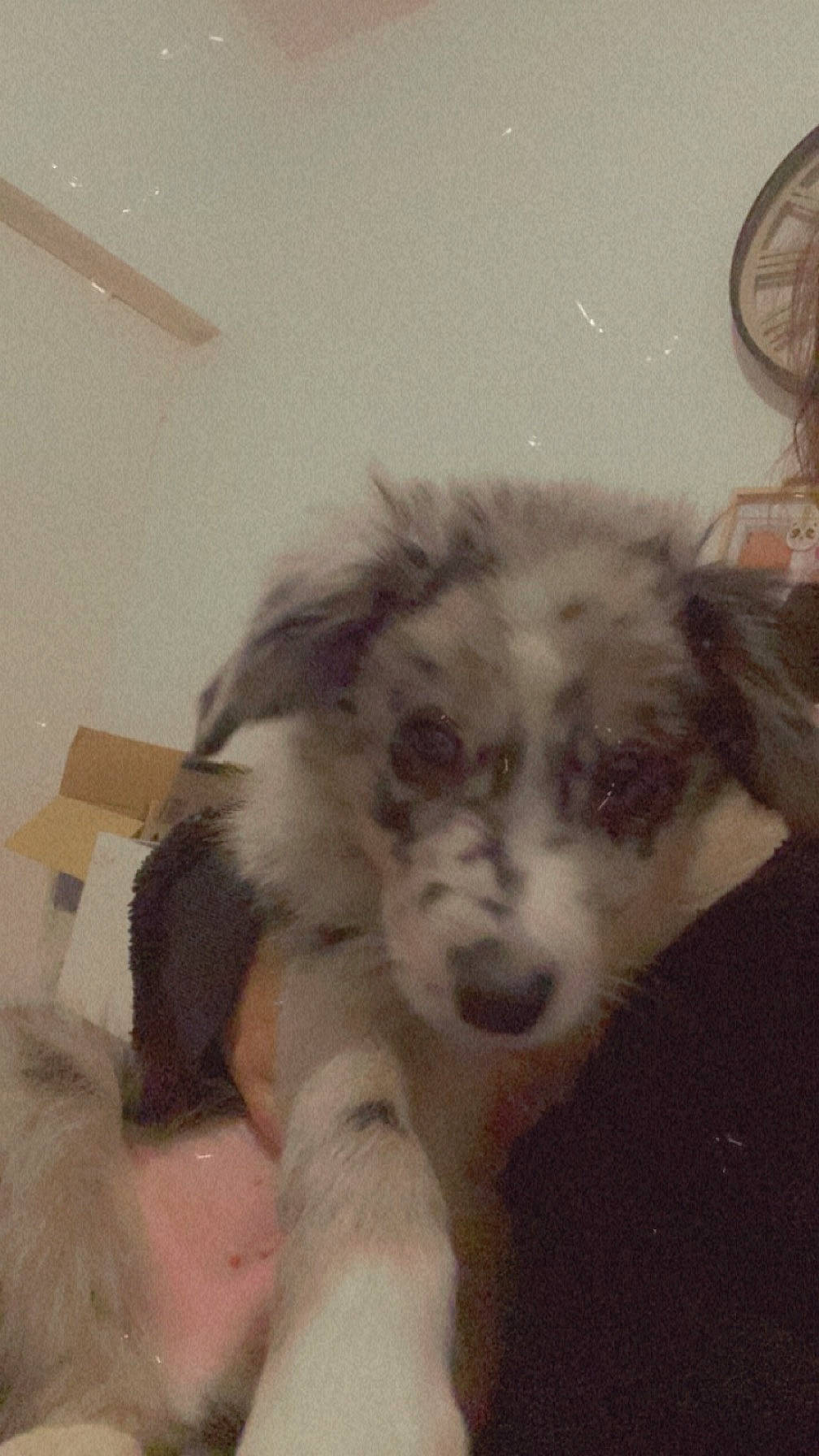 Hope participe au concours pour gagner de l'argent avec cette photo : bored, box, canidae, carnivore, companion_dog, dog, dog_breed, ear, fur, herding_dog, miniature_australian_shepherd, paw, puppy_love, shipping_box, snout, sporting_group, toy_dog, whiskers, working_animal, working_dog