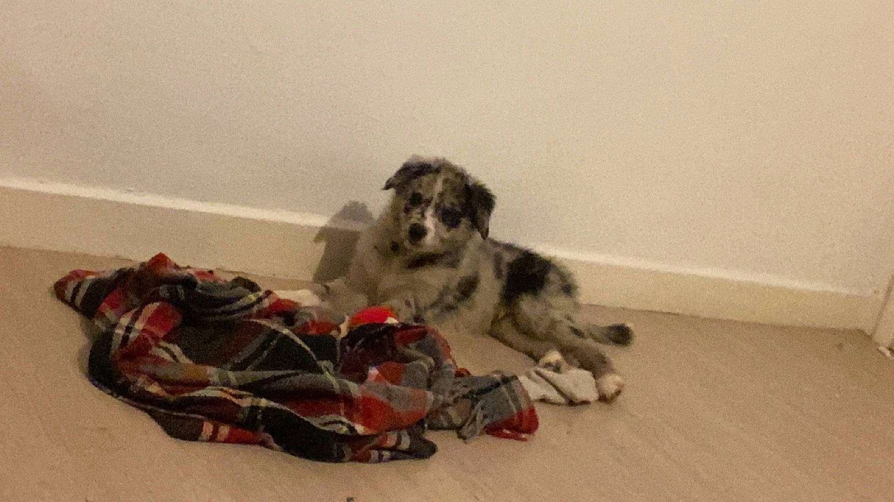 Hope a rejoint le concours — aidez-le/la à gagner de superbes lots ! canidae, carmine, carnivore, companion_dog, corgi_chihuahua, dog, dog_breed, dog_supply, flooring, fur, hardwood, laminate_flooring, non_sporting_group, paw, room, sporting_group, tail, toy_dog, wood_flooring, working_animal