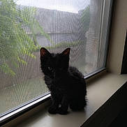 Mama'S joined the competition — help win amazing prizes! cat, kitten, black_cat, windowsill, window, screen, indoor, pet, animal, feline, silhouette, quiet, greenery, nature, soft_light, shadow, young, small, cute, cozy