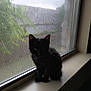 cat, kitten, black_cat, windowsill, window, screen, indoor, pet, animal, feline, silhouette, quiet, greenery, nature, soft_light, shadow, young, small, cute, cozy