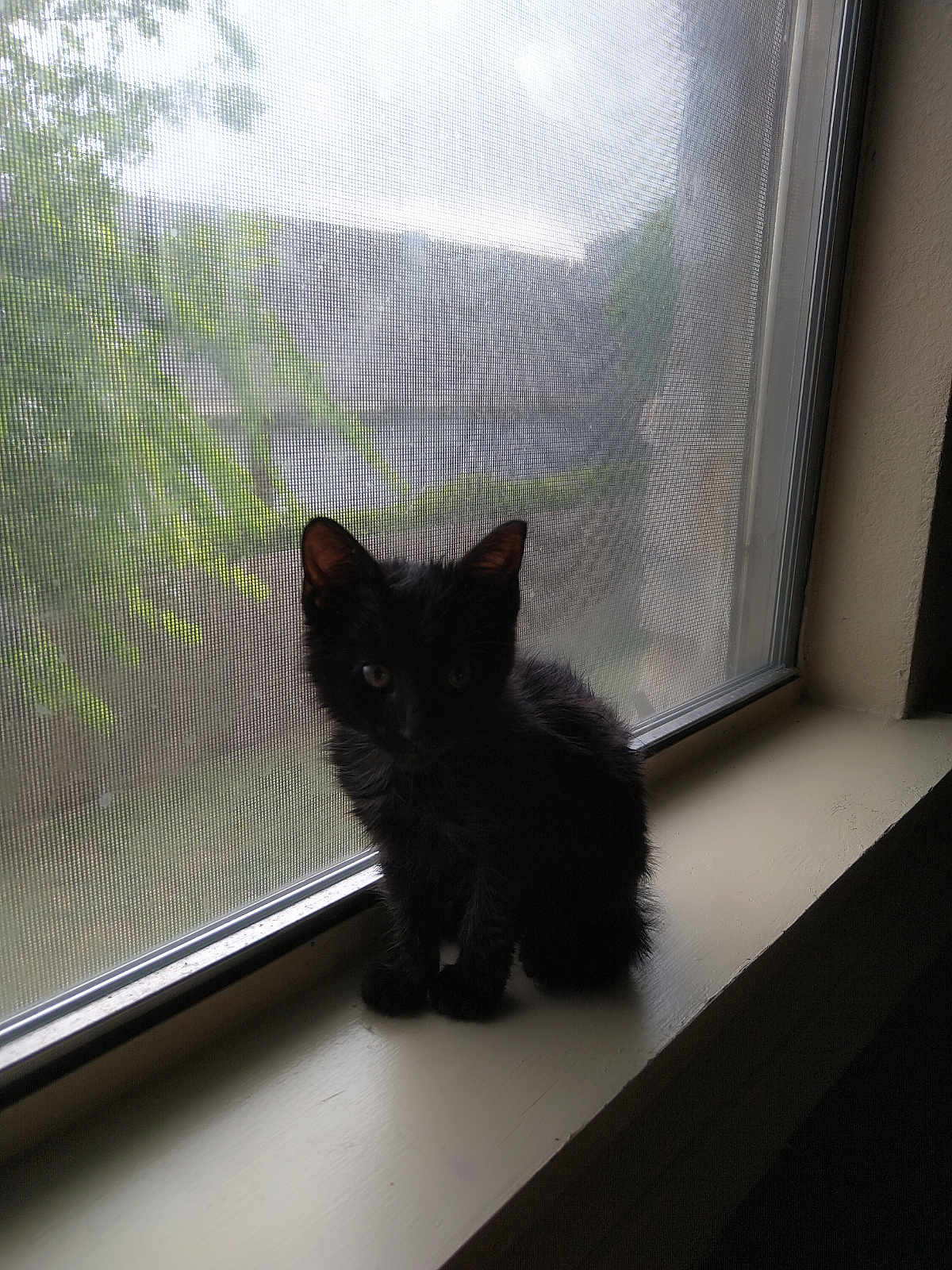 Mama'S joined the competition — help win amazing prizes! cat, kitten, black_cat, windowsill, window, screen, indoor, pet, animal, feline, silhouette, quiet, greenery, nature, soft_light, shadow, young, small, cute, cozy