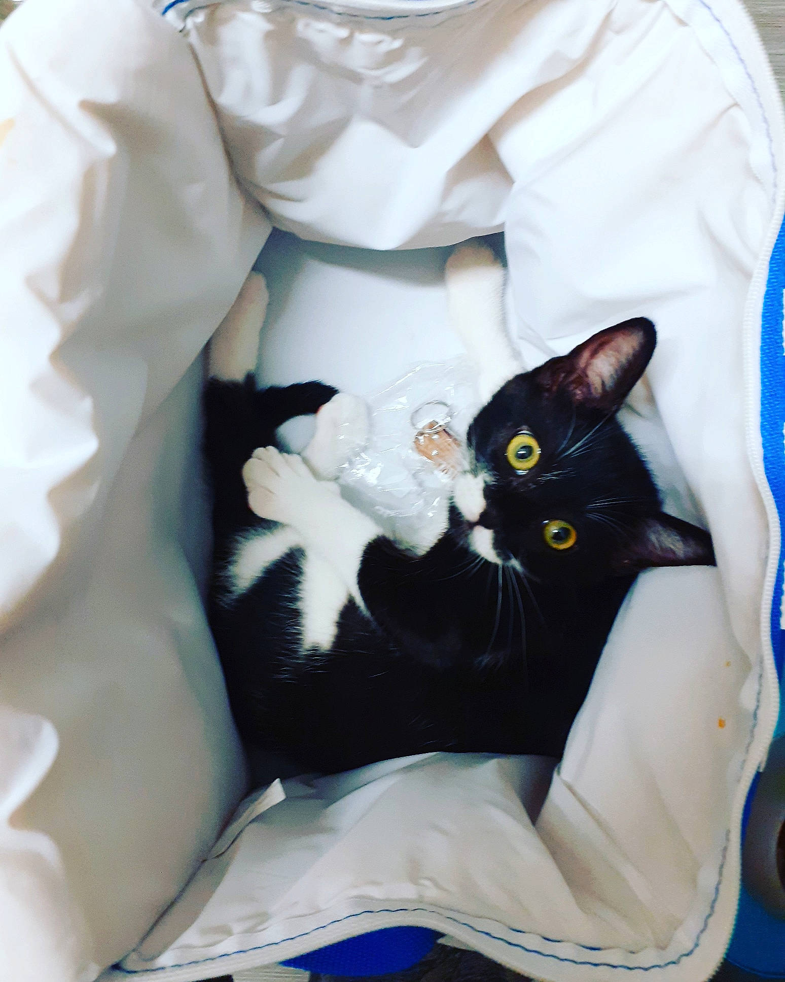 Queen participe au concours pour gagner de l'argent avec cette photo : asian, black_cat, carnivore, cat, felidae, small_to_medium_sized_cats, whiskers, white