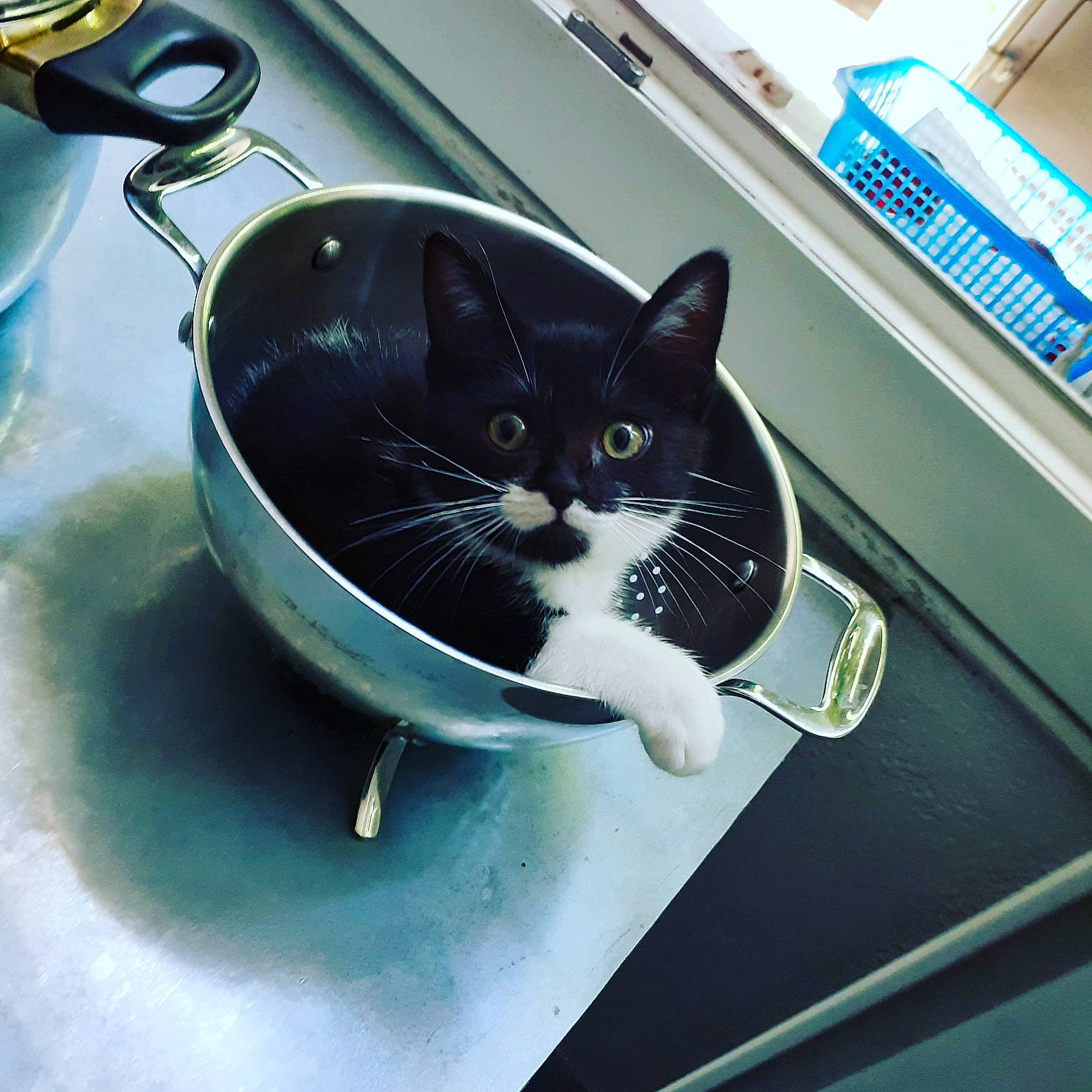 Queen participe au concours pour gagner de l'argent avec cette photo : black_cat, carnivore, cat, collar, domestic_short_haired_cat, fashion_accessory, felidae, small_to_medium_sized_cats, snout, tail, whiskers