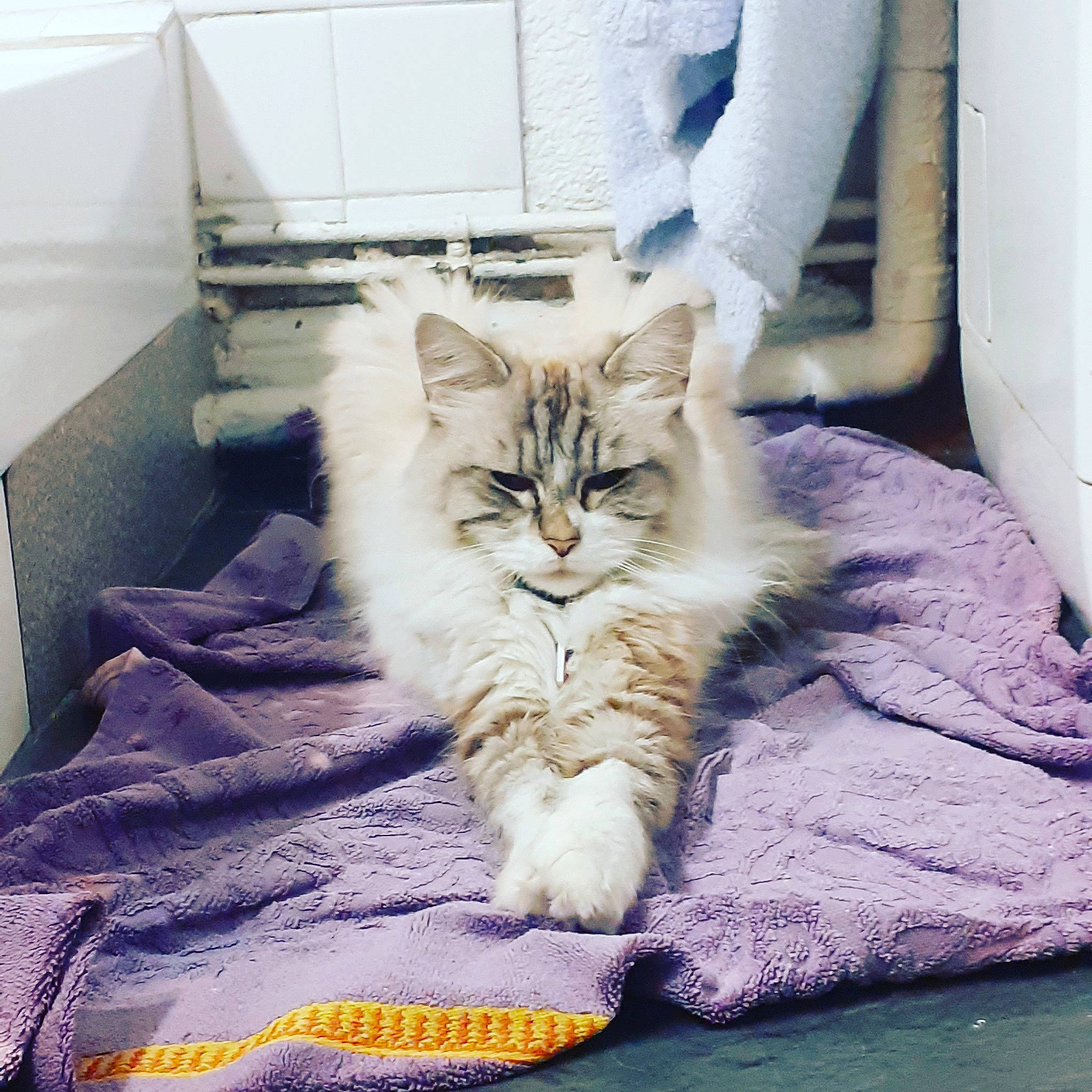 Nina a rejoint le concours — aidez-le/la à gagner de superbes lots ! asian_semi_longhair, british_semi_longhair, carnivore, cat, domestic_long_haired_cat, domestic_short_haired_cat, european_shorthair, fawn, felidae, fur, kitten, maine_coon, mammal, norwegian_forest_cat, persian, ragamuffin, siberian, small_to_medium_sized_cats, tabby_cat, whiskers