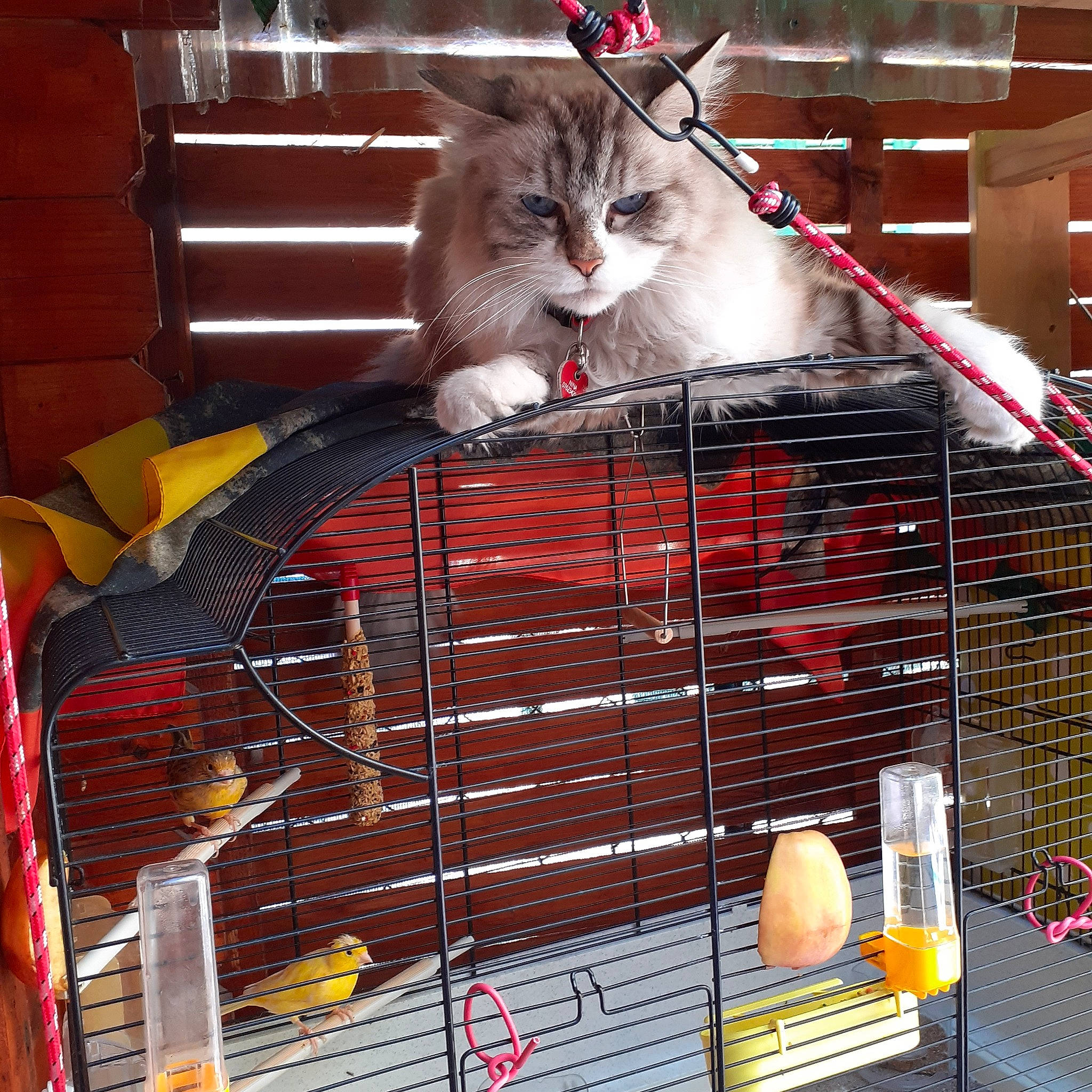 Nina a rejoint le concours — aidez-le/la à gagner de superbes lots ! aegean_cat, animal_shelter, cage, carnivore, cat, domestic_short_haired_cat, european_shorthair, felidae, norwegian_forest_cat, pet_supply, ragamuffin, small_to_medium_sized_cats, whiskers