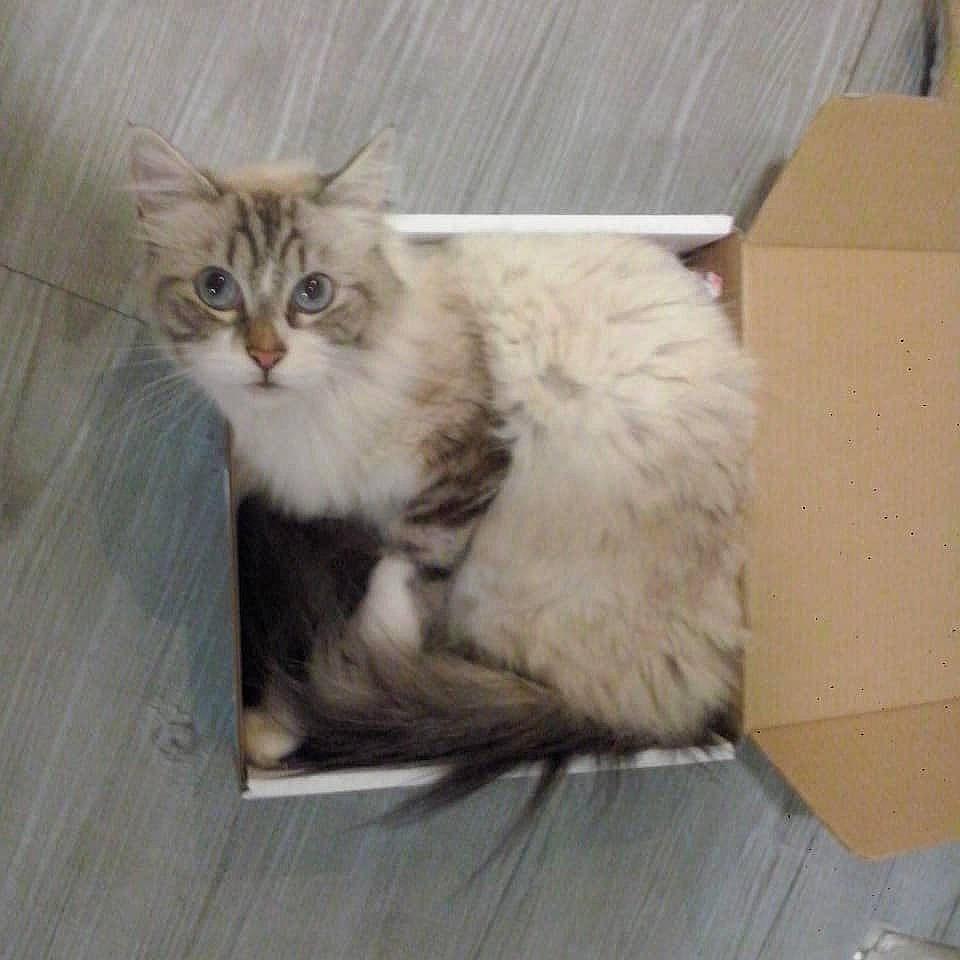 Nina participe au concours pour gagner de l'argent avec cette photo : american_curl, asian_semi_longhair, british_longhair, british_semi_longhair, carnivore, cat, cymric, domestic_long_haired_cat, fawn, felidae, mammal, napoleon_cat, norwegian_forest_cat, persian, ragamuffin, ragdoll, siberian, small_to_medium_sized_cats, vertebrate, whiskers