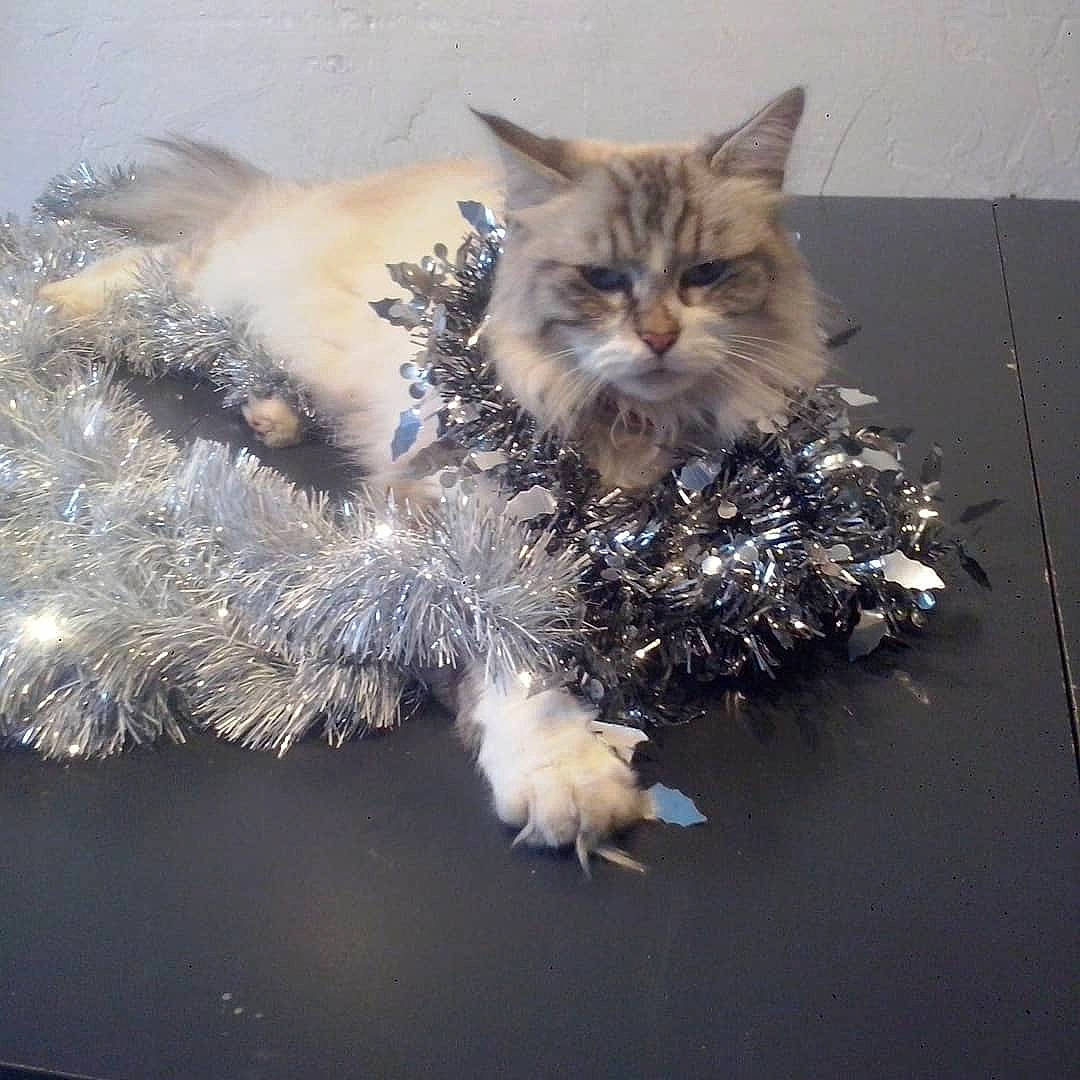 Nina participe au concours pour gagner de l'argent avec cette photo : carnivore, cat, domestic_long_haired_cat, felidae, fur, kitten, maine_coon, metal, norwegian_forest_cat, ragamuffin, ragdoll, siberian, sky, small_to_medium_sized_cats, tabby_cat, tree, whiskers, wild_cat, winter