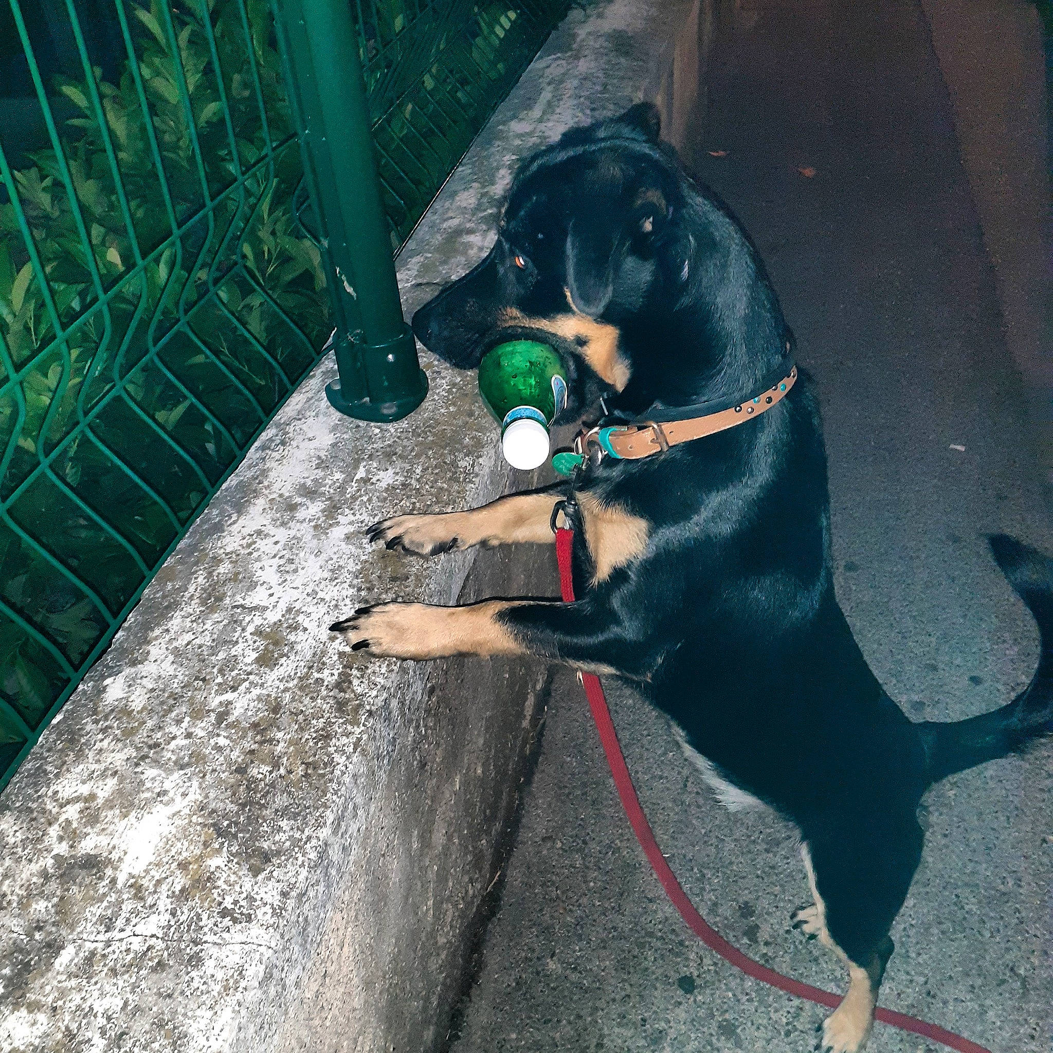 Odin a rejoint le concours — aidez-le/la à gagner de superbes lots ! canidae, carnivore, dog, dog_breed, guard_dog, hellenikos_ichnilatis, hunting_dog, jagdterrier, montenegrin_mountain_hound, sporting_group, transylvanian_hound