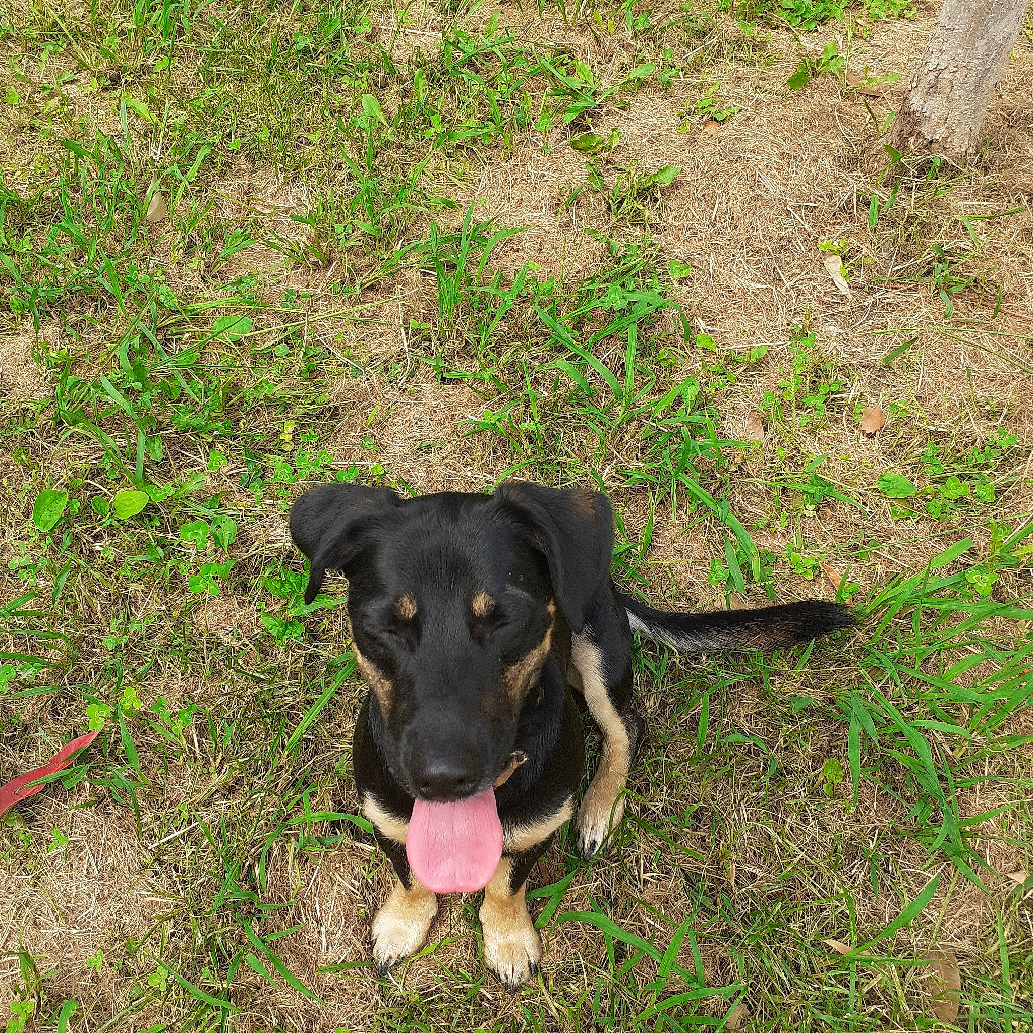 Odin participe au concours pour gagner de l'argent avec cette photo : canidae, carnivore, dog, dog_breed, grass, hunting_dog, mammal, mountain_cur, patterdale_terrier, puppy, rare_breed_dog, snout, sporting_group