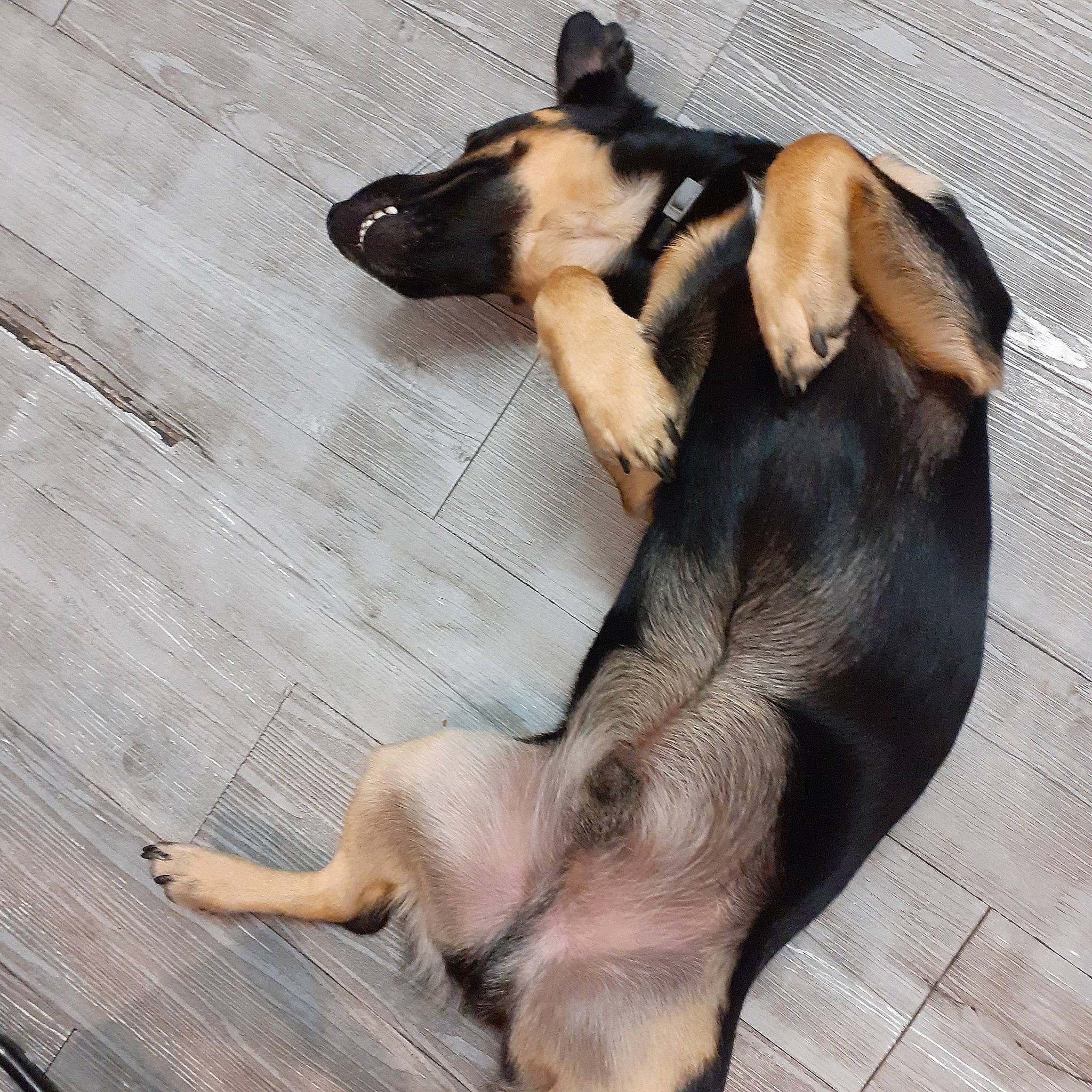 Odin participe au concours pour gagner de l'argent avec cette photo : canidae, carnivore, companion_dog, dog, dog_breed, ear, fawn, floor, flooring, fur, mammal, paw, puppy, puppy_love, sporting_group, tail