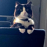 Pompom participe au concours pour gagner de l'argent avec cette photo : cat, tuxedo_cat, pet, indoor, curious, feline, collar, whiskers, ears, paws, black_and_white, fur, animal, looking, chair, furniture, domestic, cute, alert, portrait