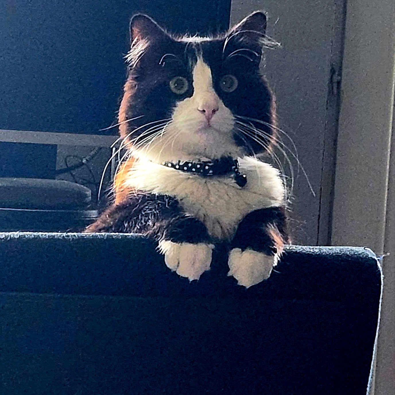 Pompom