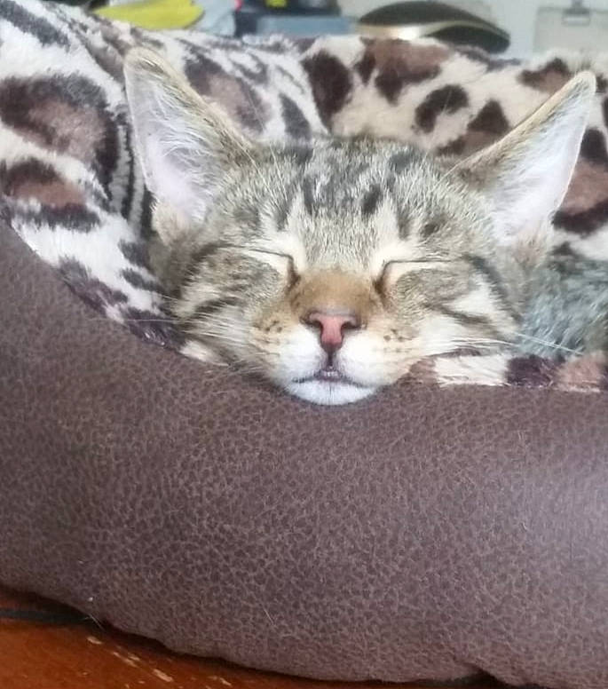 Tigger is registered to the contest to win money with this photo: carnivore, cat, cat_bed, cat_supply, comfort, domestic_short_haired_cat, felidae, fur, kitten, linens, nap, pet_supply, small_to_medium_sized_cats, snout, tabby_cat, terrestrial_animal, vertebrate, whiskers