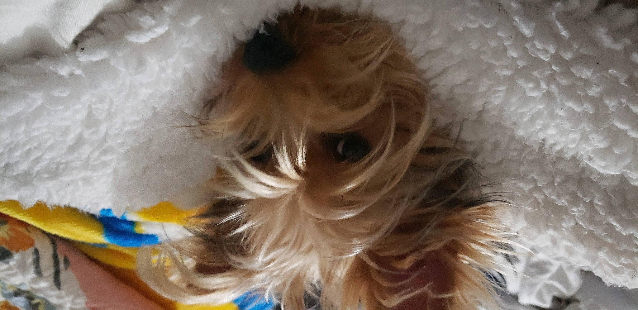 Chucky joined the competition — help win amazing prizes! bed, canidae, carnivore, companion_dog, dog, dog_breed, dog_supply, fawn, feather, fur, hair, liver, petal, small_terrier, snout, sporting_group, terrier, toy_dog, whiskers, working_animal