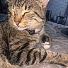 bed, blanket, cat, close_up, collar, cozy, eyes_closed, flash, fur, id_tag, indoor, nose, paw, pet, portrait, relaxed, sleeping, stripes, tabby_cat, whiskers