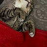 animal, bed, bedding, blanket, cat, close_up, cozy, fur, home, indoor, paw, pet, pillow, red_blanket, relaxed, sleeping, sleeping_pose, striped, tabby_cat, whiskers